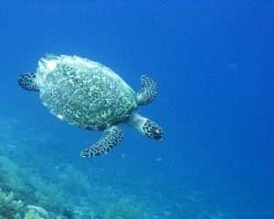 diving, snorkeling Gili islands