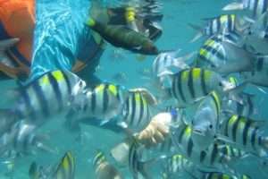 Gili Nanggu Full-Day Snorkeling Tour