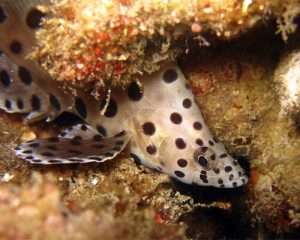 diving and snorkeling gili islands