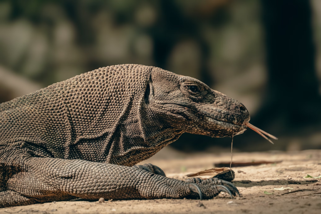 Komodo National Park