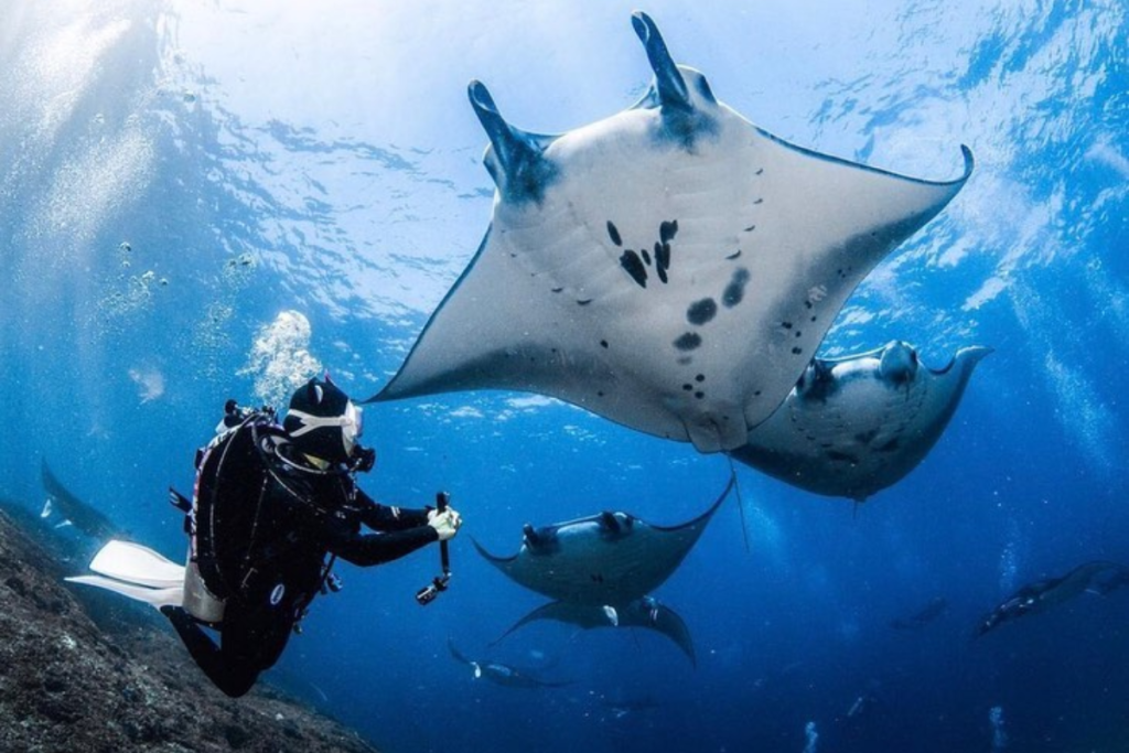 Komodo Island diving