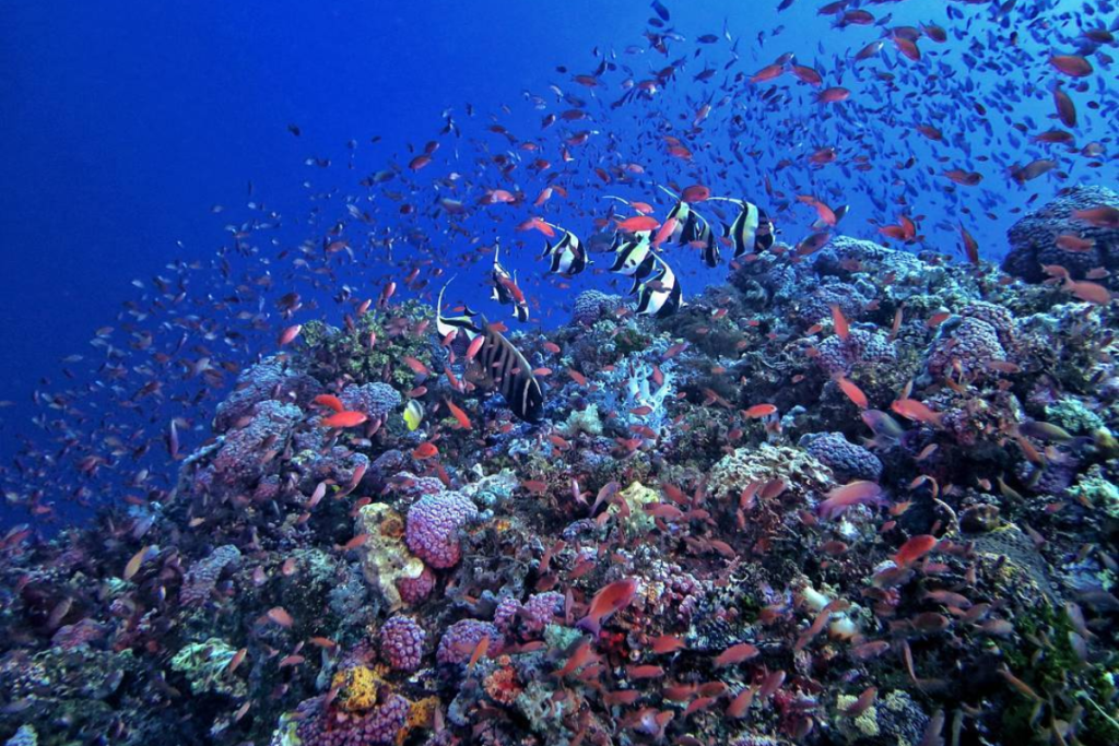 best diving spots in Komodo Island