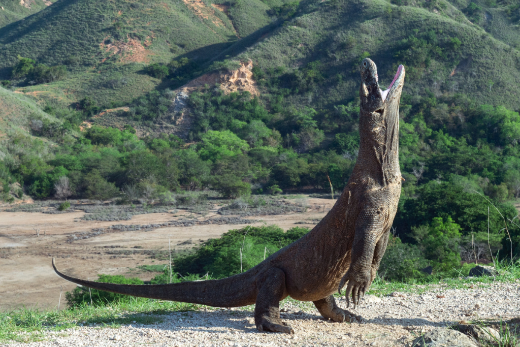 Komodo dragon in its habitat