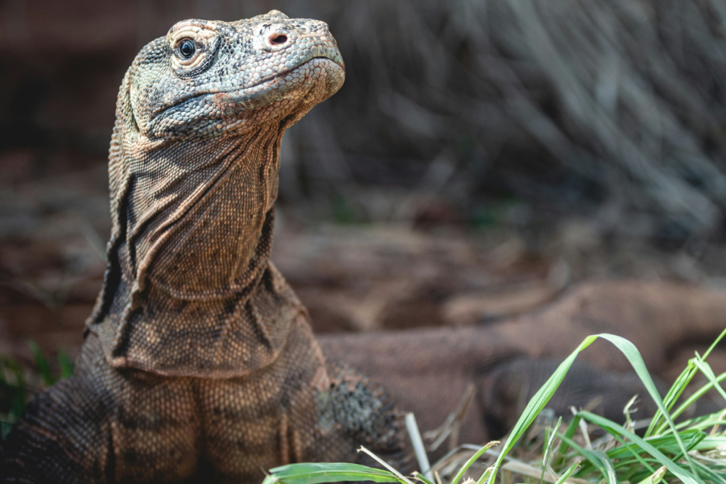 Komodo Dragons mating season