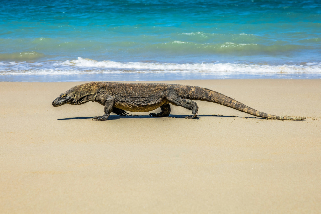 Komodo National Park animals