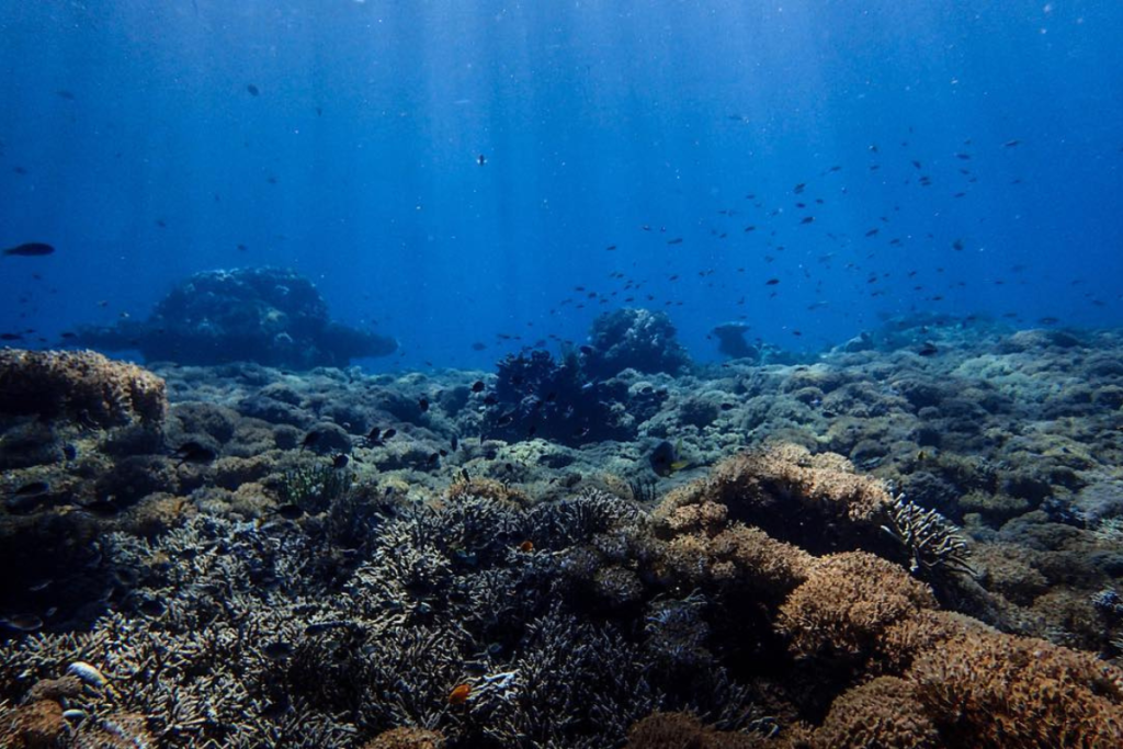 snorkeling sites in Komodo