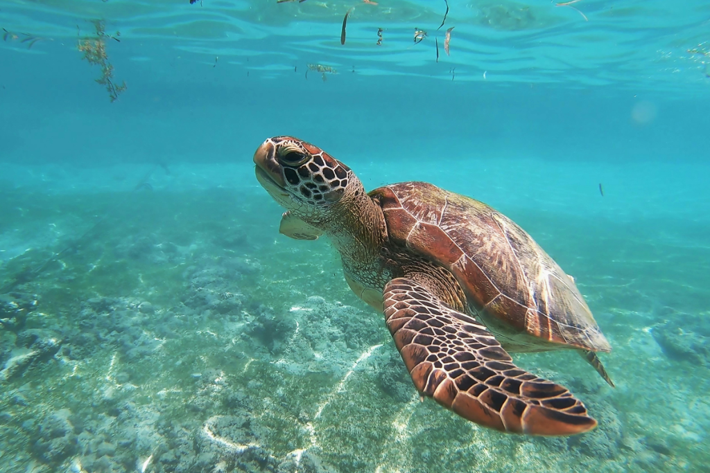 Komodo diving