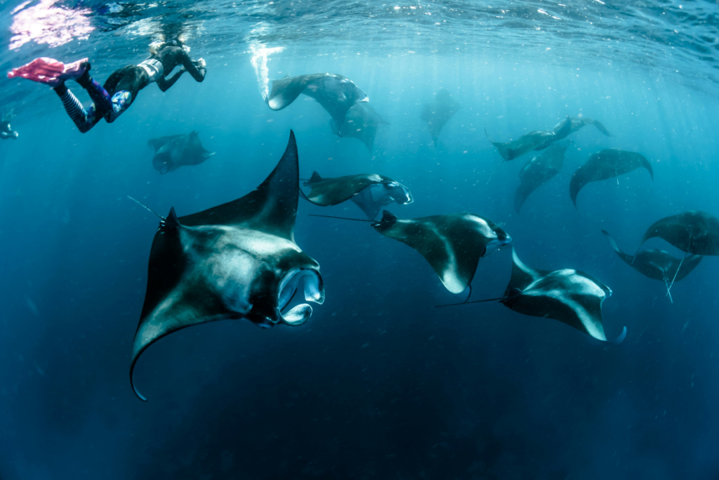 When to see Manta Rays in Komodo