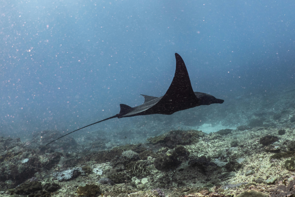 Komodo National Park diving