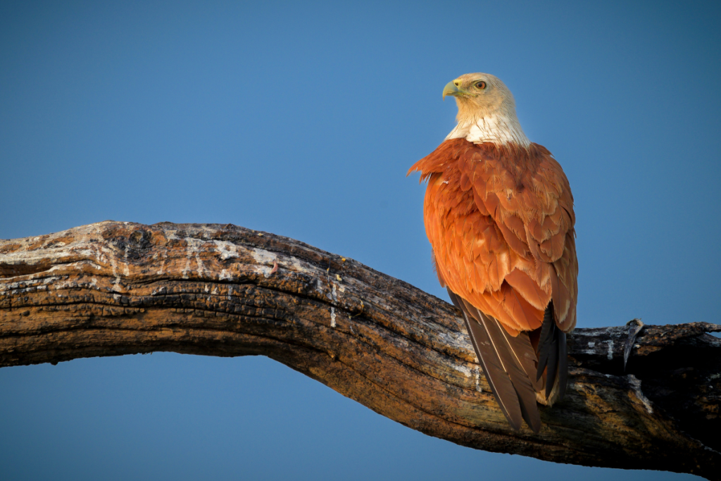 birds in Komodo National Park