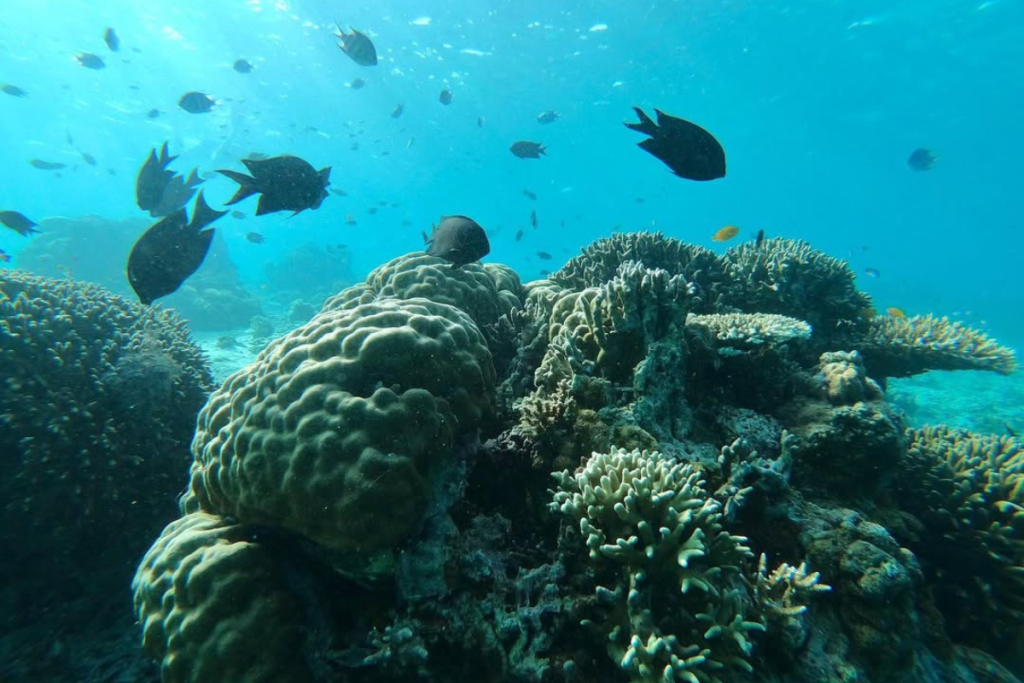 best snorkeling sites in Komodo Island