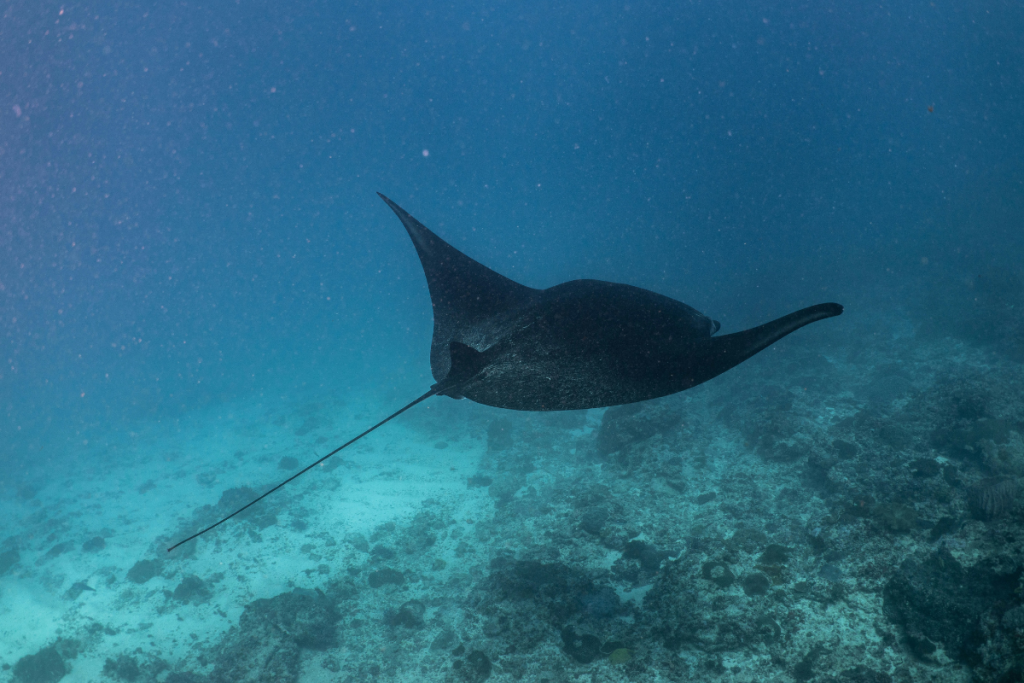 diving sites in Komodo Island