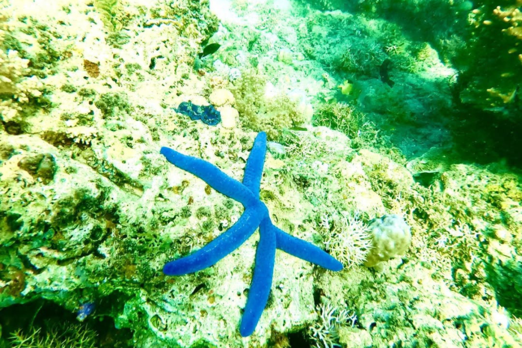 snorkeling in Komodo Island
