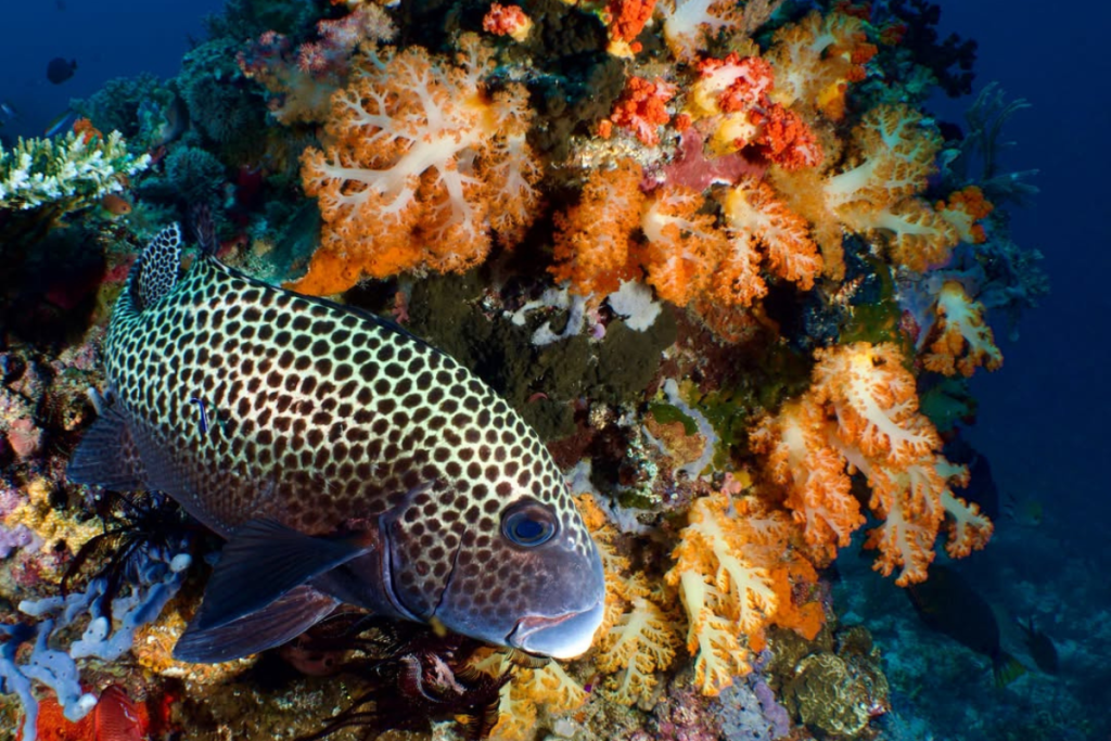 best snorkeling spots in Komodo National Park