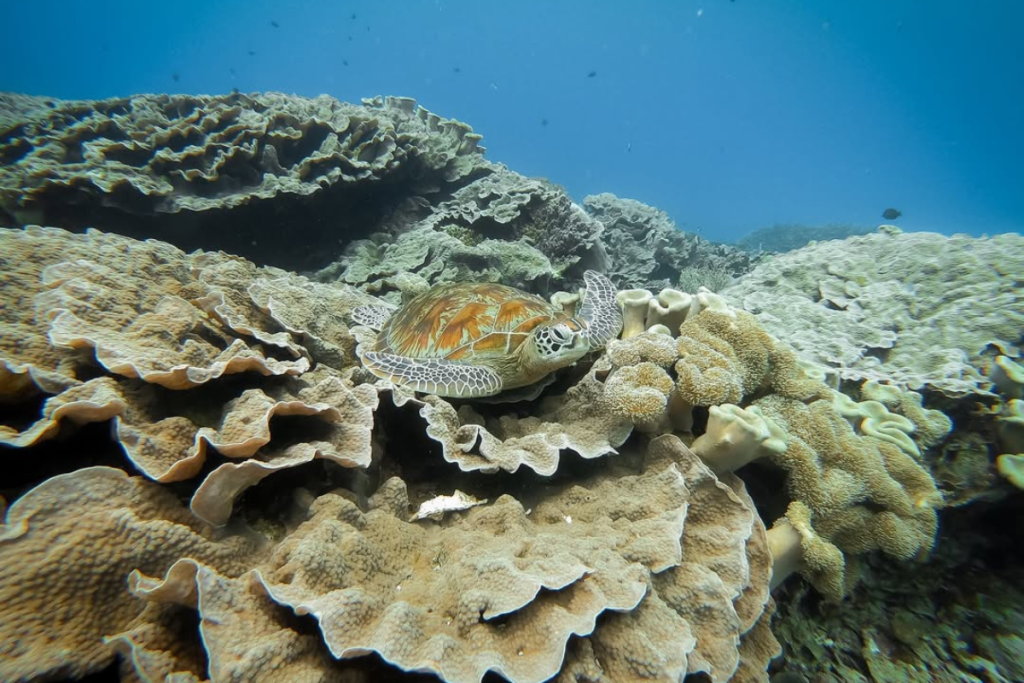 Things to do in Komodo Island