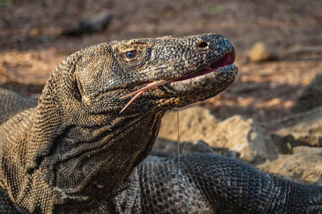 Final Tips for Your Komodo Expedition