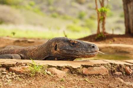 Komodo Dragon Lombok Touristic Indonesia