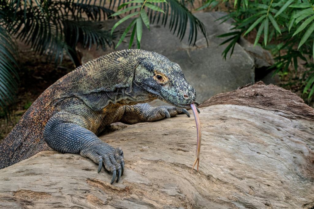 Are there Komodo Dragons in Komodo National Park