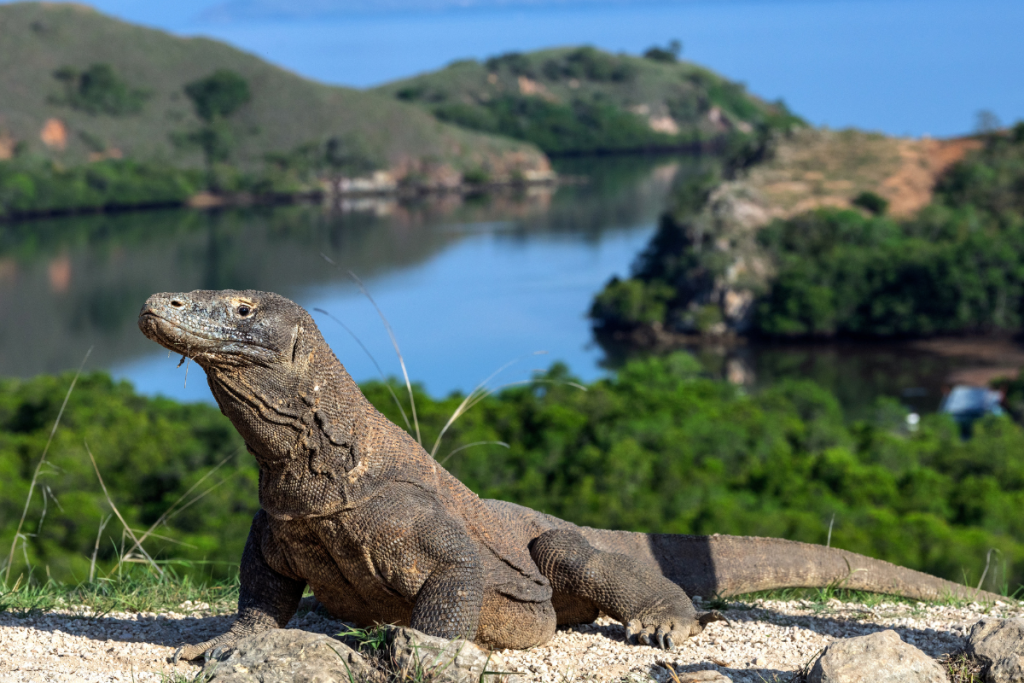What is Loh Liang Komodo National Park