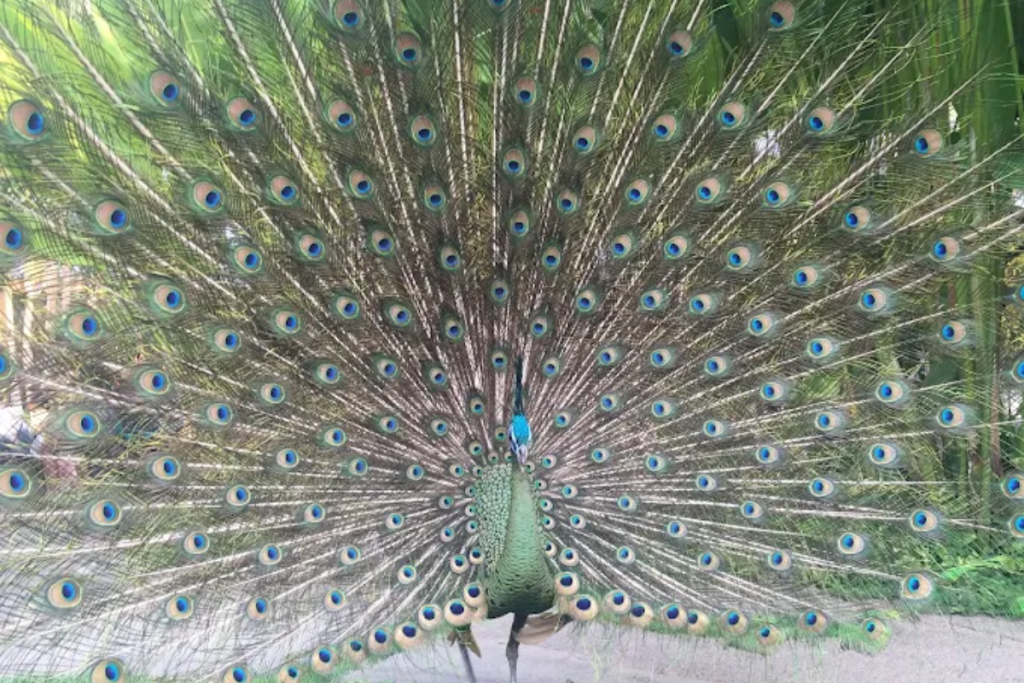 Wildlife Park in Lombok