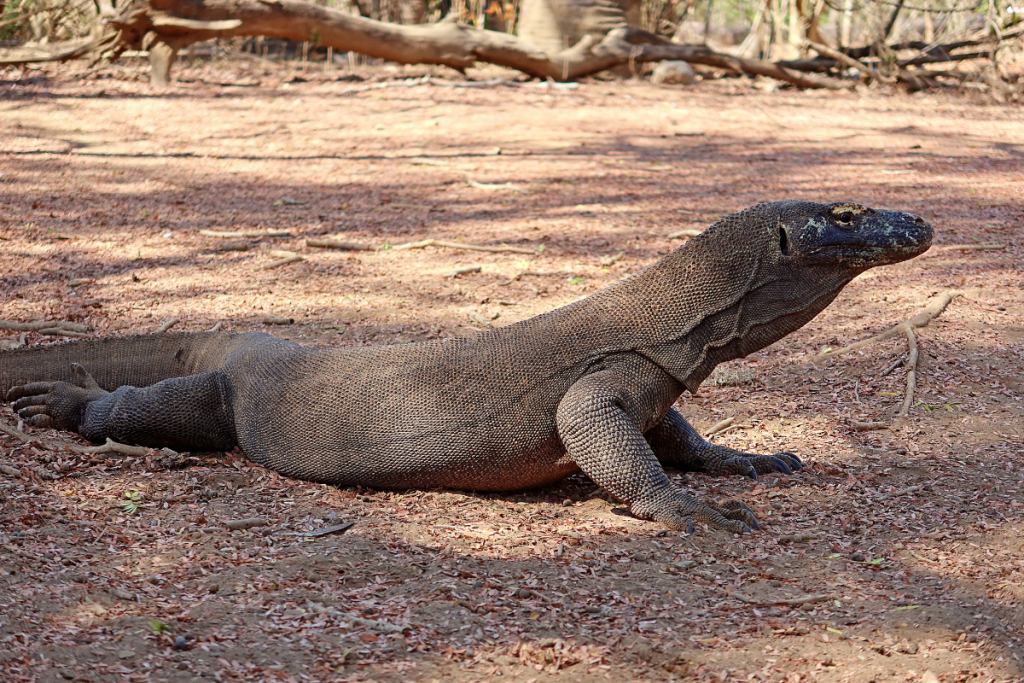 What to Do Once You’re in Komodo National Park