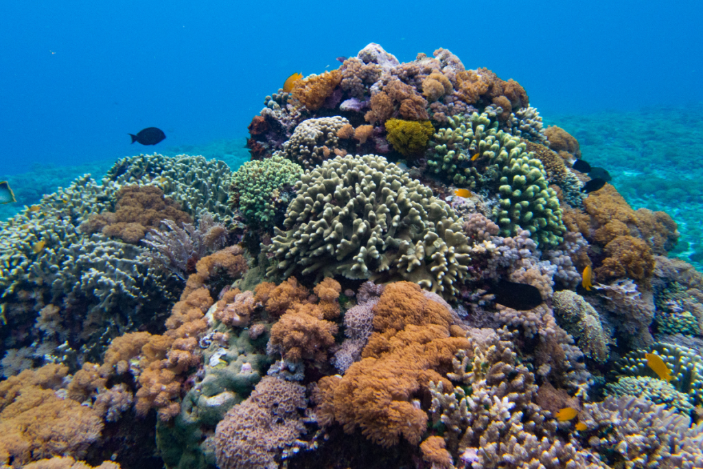 Why Diving in Komodo National Park is a Bucket List Experience