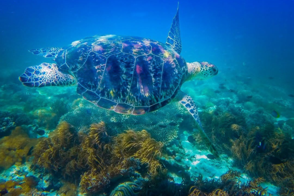 can you snorkel in Komodo National Park