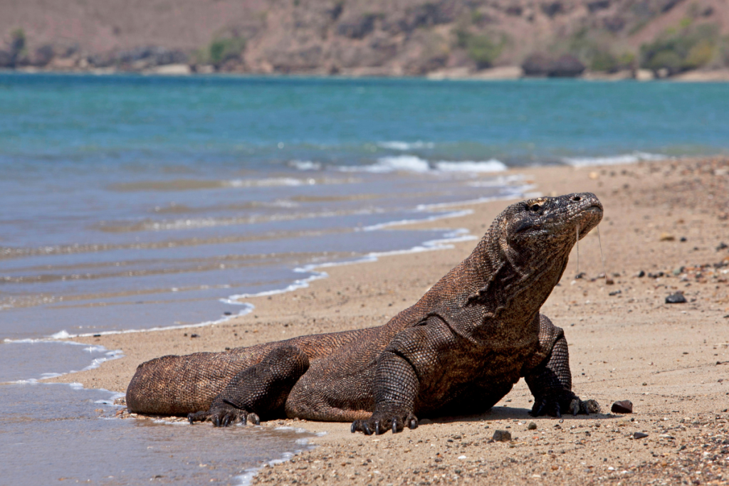 Why Visit Komodo National Park from Bali